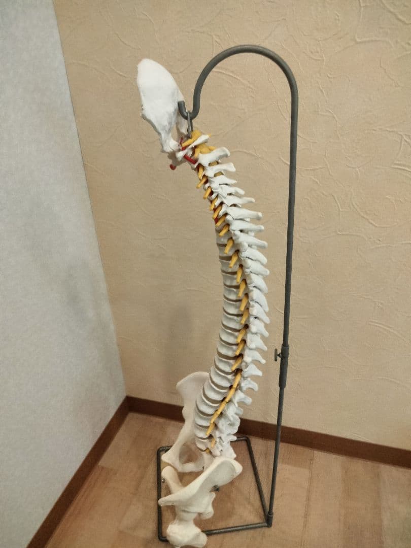 スタンド付　 脊椎模型 　人体模型 骨格標本　骨盤　鍼灸　カイロ　整体　整骨院