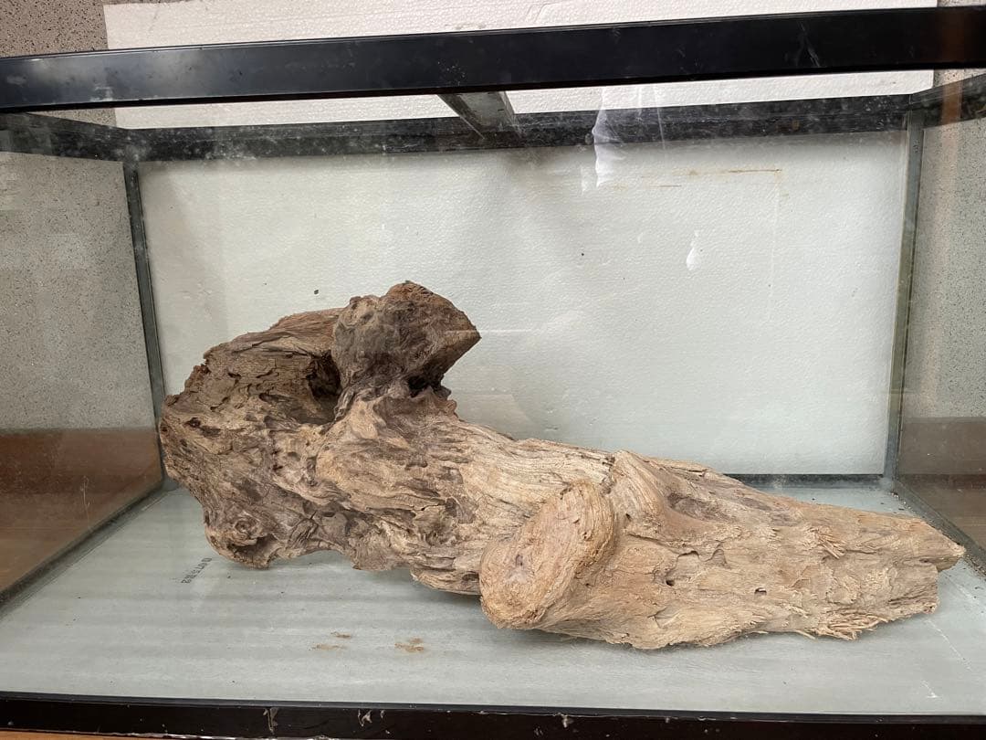 超大型　☆アクアリウム　生花　テラリウム 爬虫類　天然流木 ホーンウッド　⭐︎
