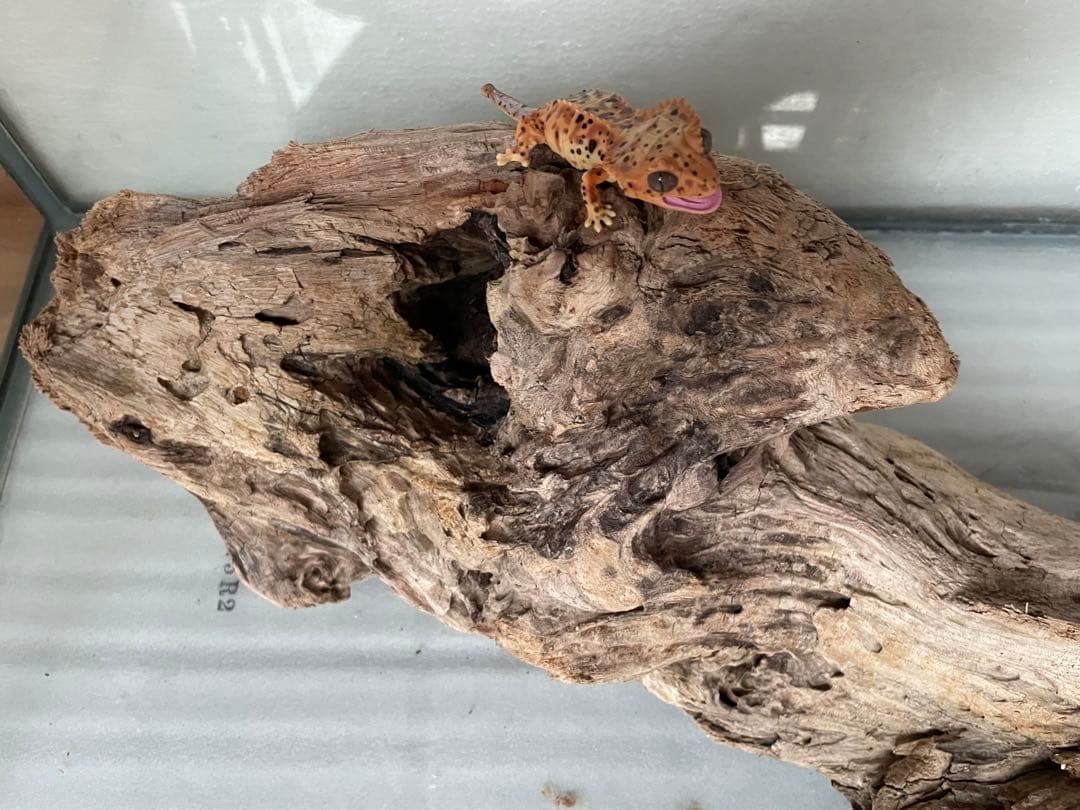 超大型　☆アクアリウム　生花　テラリウム 爬虫類　天然流木 ホーンウッド　⭐︎