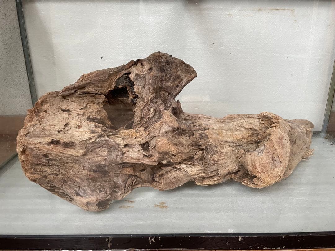 超大型　☆アクアリウム　生花　テラリウム 爬虫類　天然流木 ホーンウッド　⭐︎