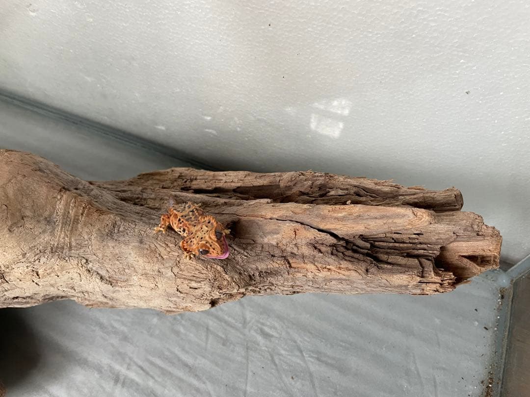 超大型　☆アクアリウム　生花　テラリウム 爬虫類　天然流木 ホーンウッド　⭐︎