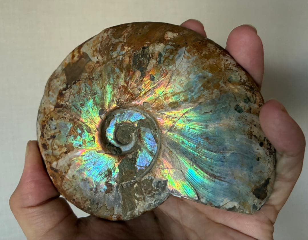 マダガスカル アンモナイト 遊色 極上 大サイズ 鉱物 標本 化石