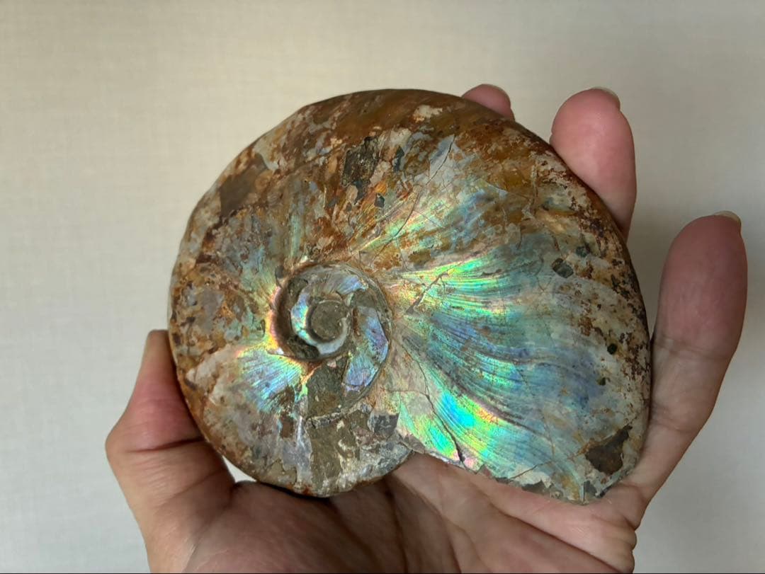 マダガスカル アンモナイト 遊色 極上 大サイズ 鉱物 標本 化石