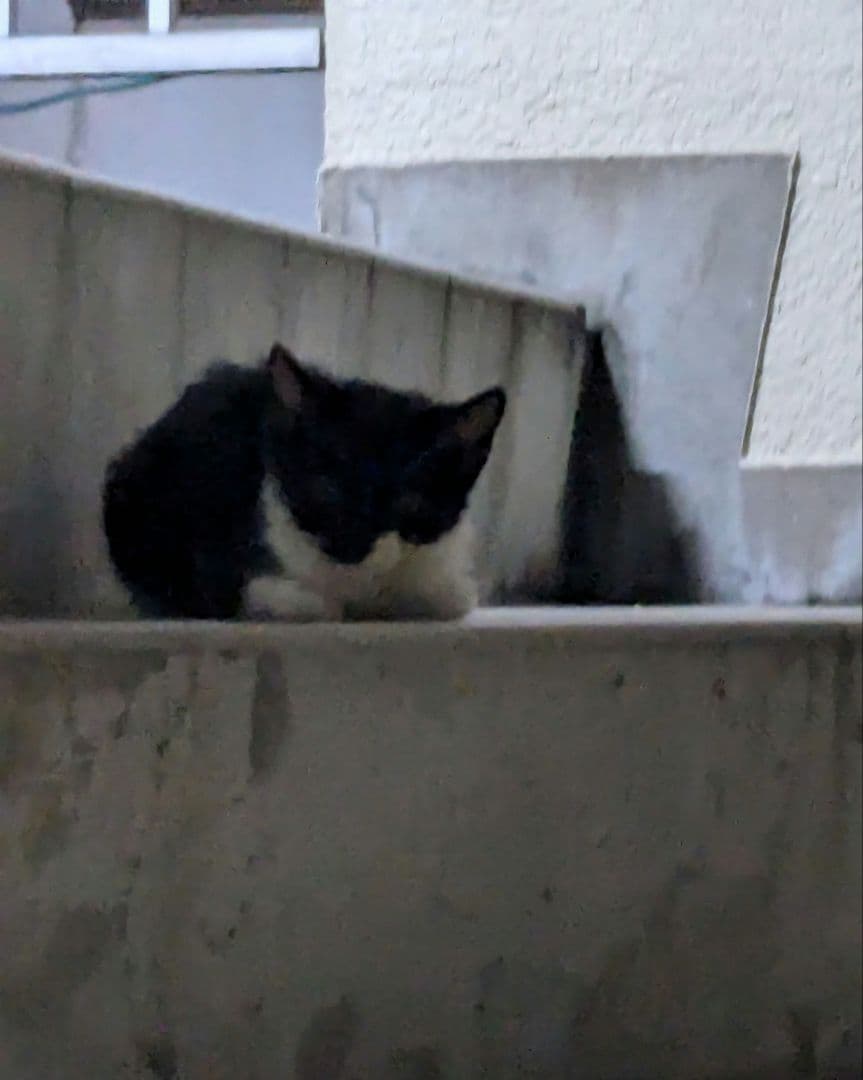 836？ タイのお守りプラクルアン！猫だ！キャット！取説付属！幸運&金運アップ！