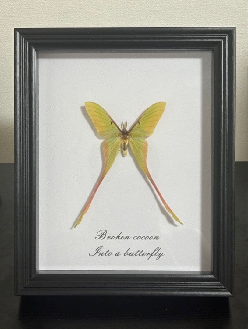 蝶の標本 2つセット　まとめ売り