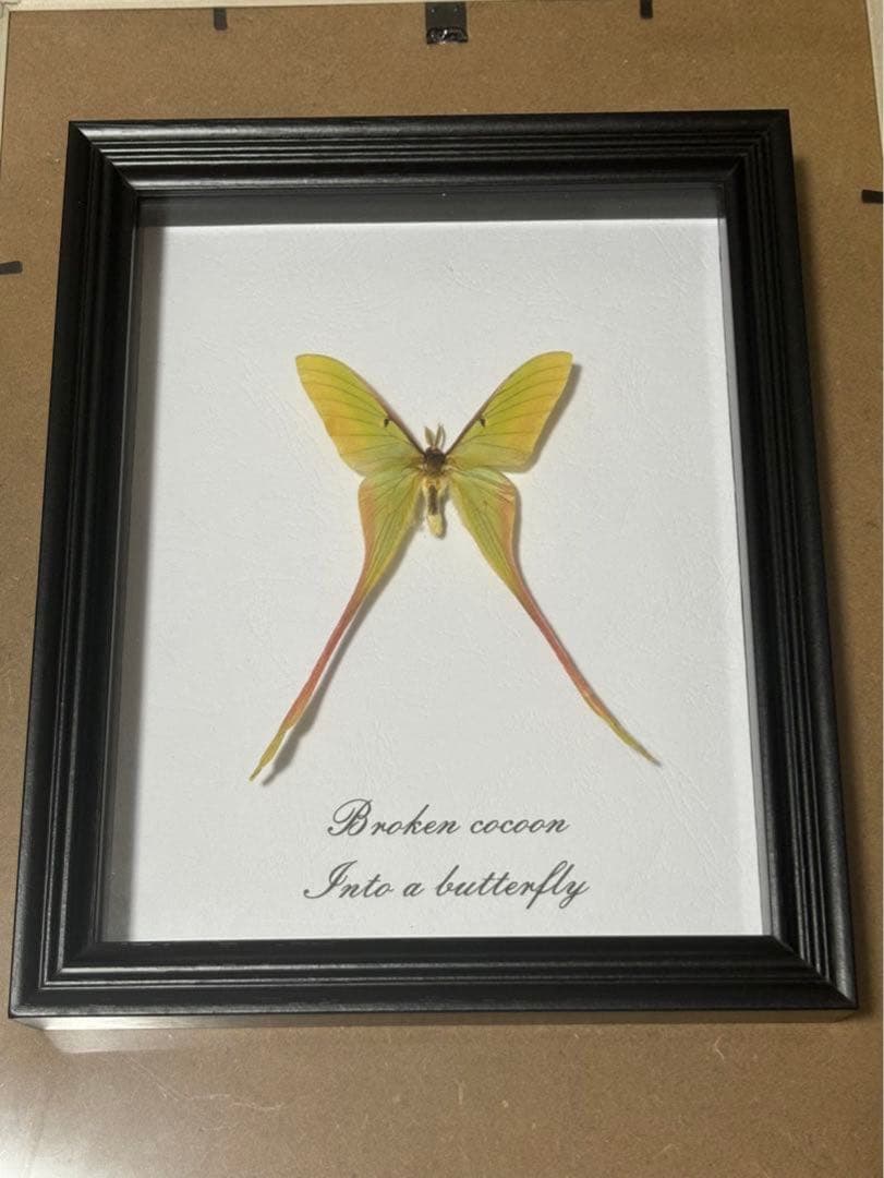 蝶の標本 2つセット　まとめ売り