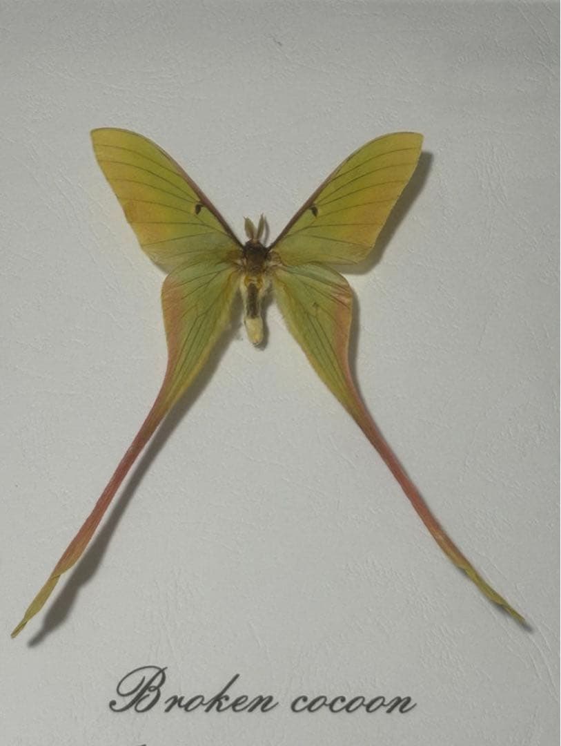 蝶の標本 2つセット　まとめ売り