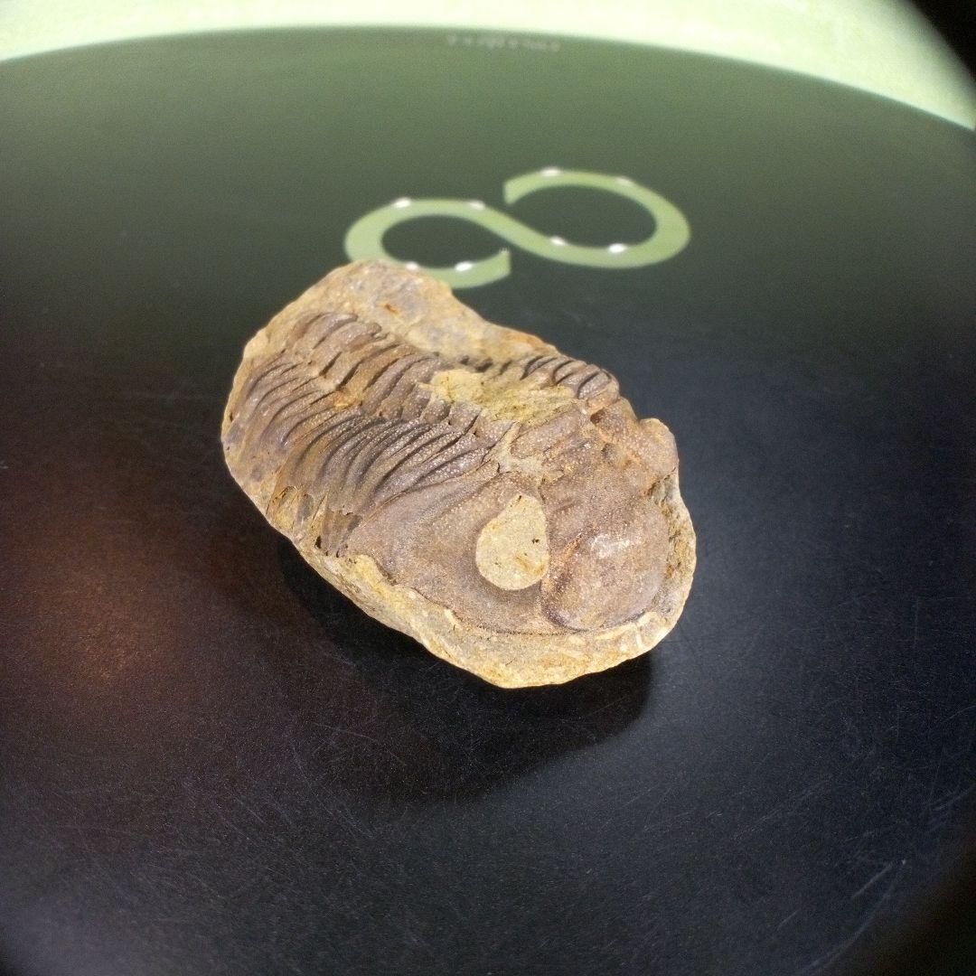 三葉虫　化石　ボリビア産　南アメリカ　trilobite　南米産fossil④
