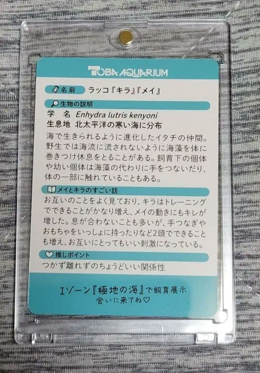 キラちゃん メイちゃん 鳥羽水族館70周年記念コレクションカード