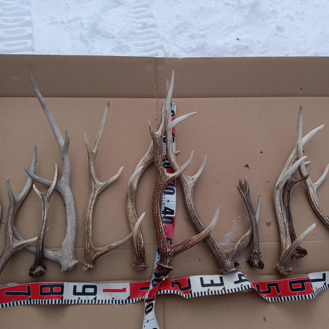 鹿の角 犬のおもちゃ、工芸品などにどうぞ ３６番