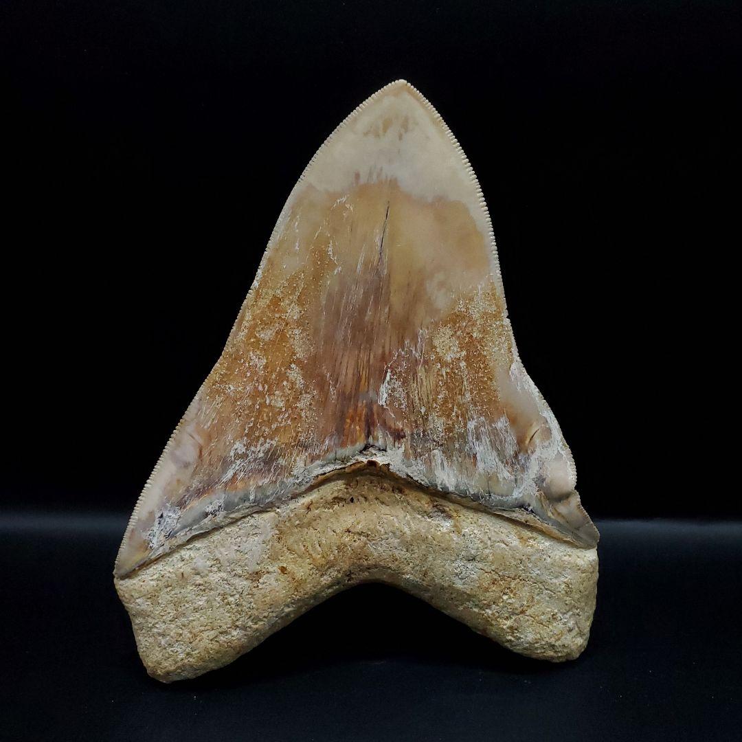 極上 メガロドン 歯 化石 本物 インドネシア 117.42mm mg6