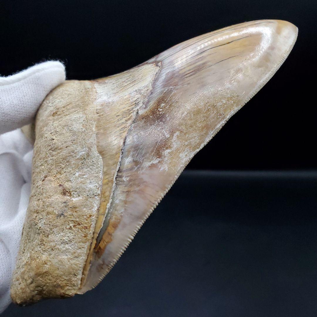 極上 メガロドン 歯 化石 本物 インドネシア 117.42mm mg6