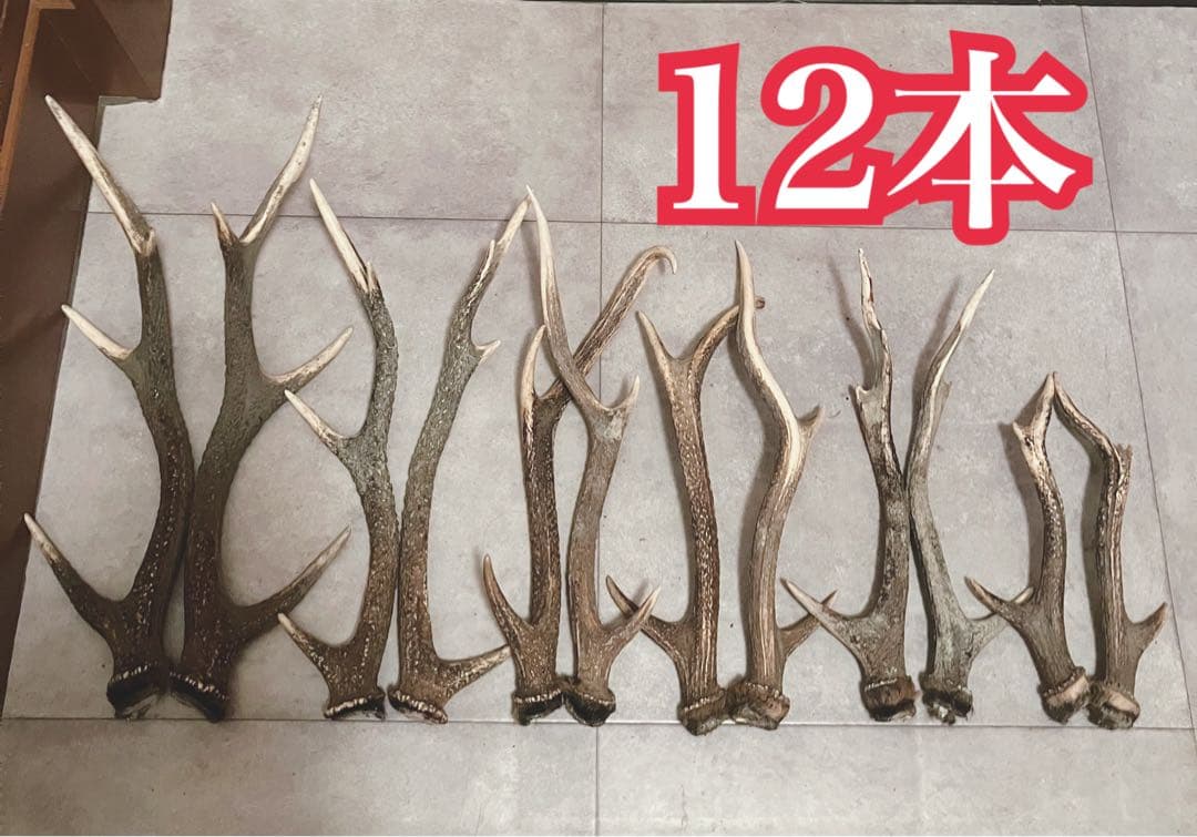 鹿の角 8対 (16本）鹿角
