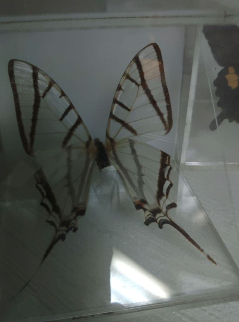 蝶　標本　モルフォ蝶　ツバメガ　アケボノアゲハ　その他まとめて　エ上