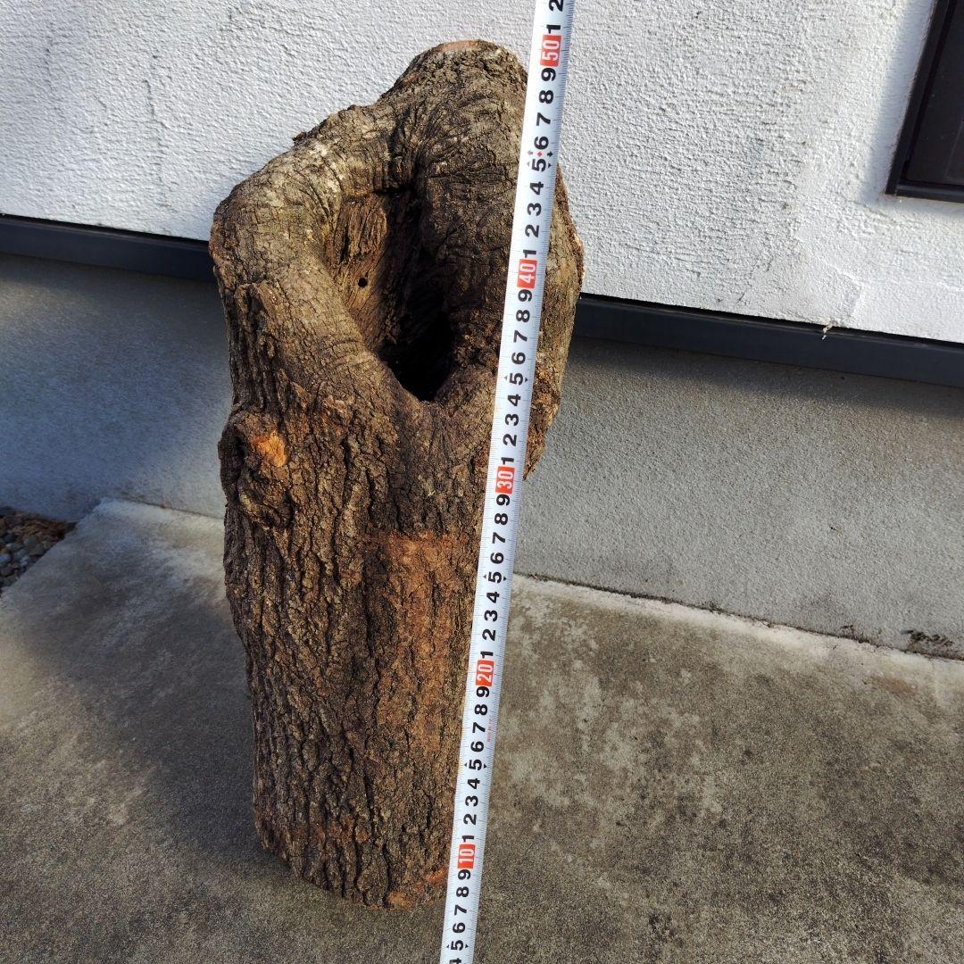 クヌギ　カブトムシ　クワガタ用