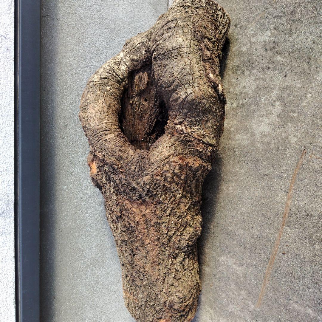 クヌギ　カブトムシ　クワガタ用