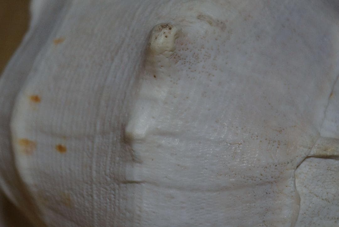 存在感バツグン！巨大型巻き貝トウカムリ貝 千年貝 オブジェ長30cm重さ2.8㎏