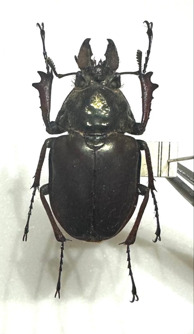 M*a様 【標本】コガシラクワガタ大型 ペア 76㎜36㎜ チリ産2001年4月