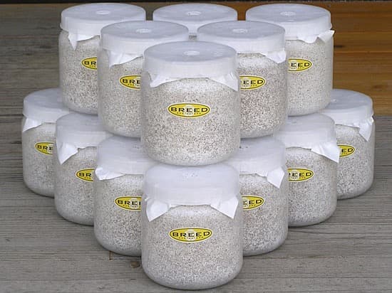 大型・美形クワガタ飼育用菌糸ビン　1500ml　24本セット（菌糸瓶）