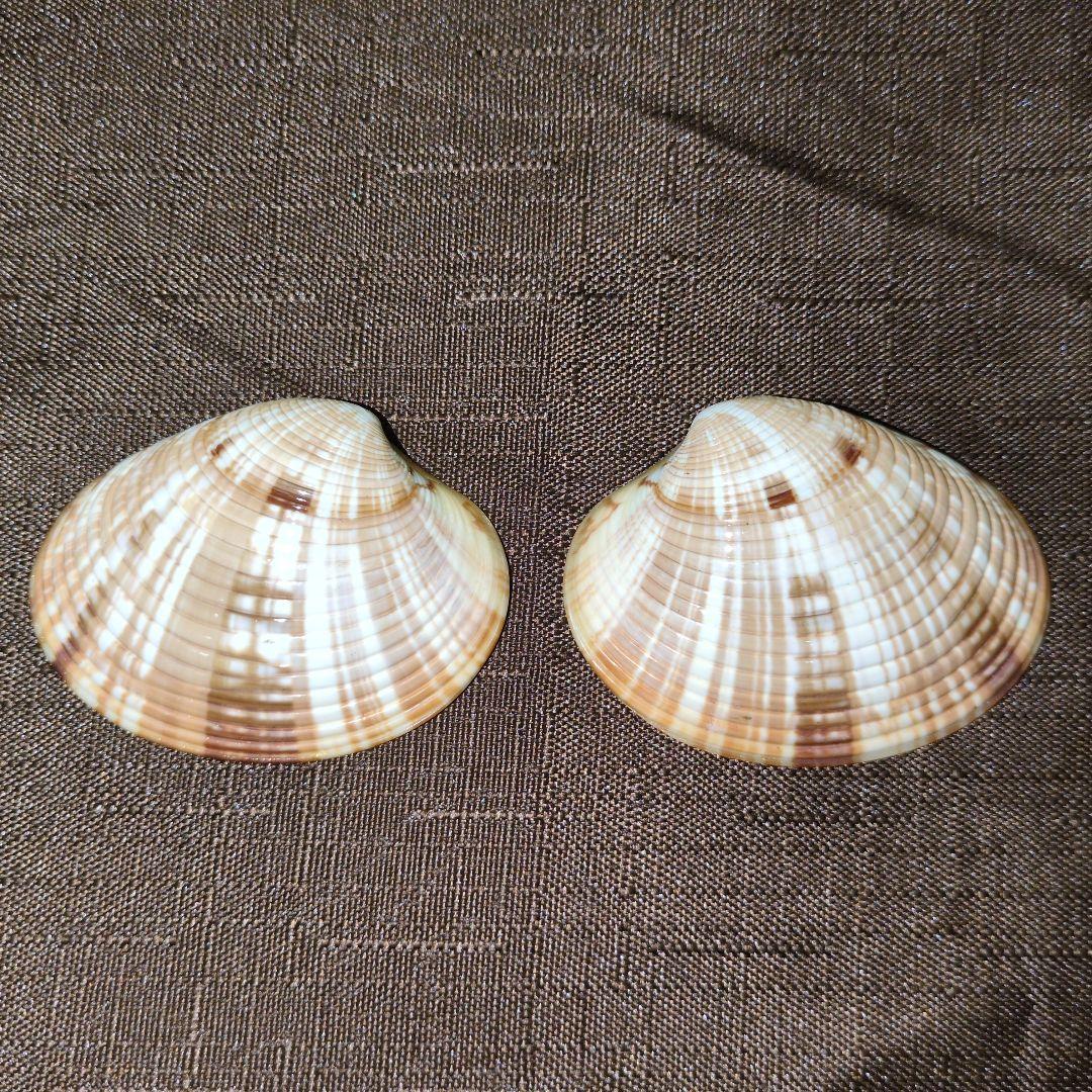 茶道具　香合　「川端近佐」藤色蛤香合 金箔押