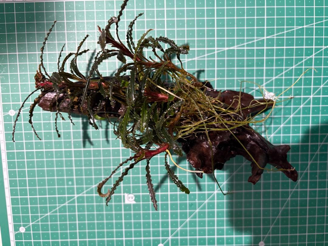 【水中葉】ブセファランドラ sp.Black Wave【流木付き】