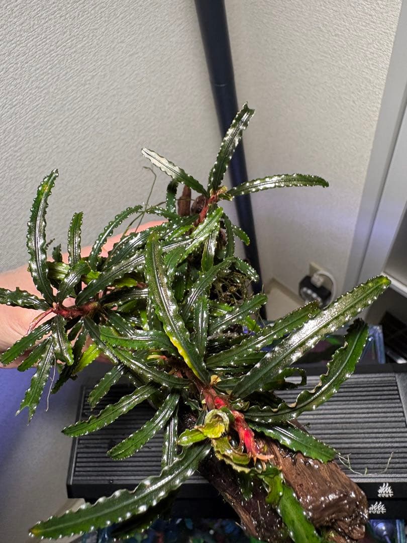 【水中葉】ブセファランドラ sp.Black Wave【流木付き】