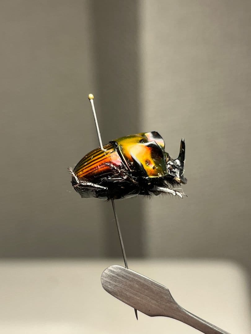 【極美真紅】アカツヤダイコクコガネ フンチュウ糞虫昆虫標本甲虫カミキリ