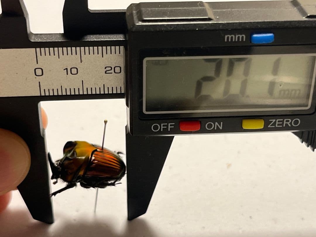 【極美真紅】アカツヤダイコクコガネ フンチュウ糞虫昆虫標本甲虫カミキリ