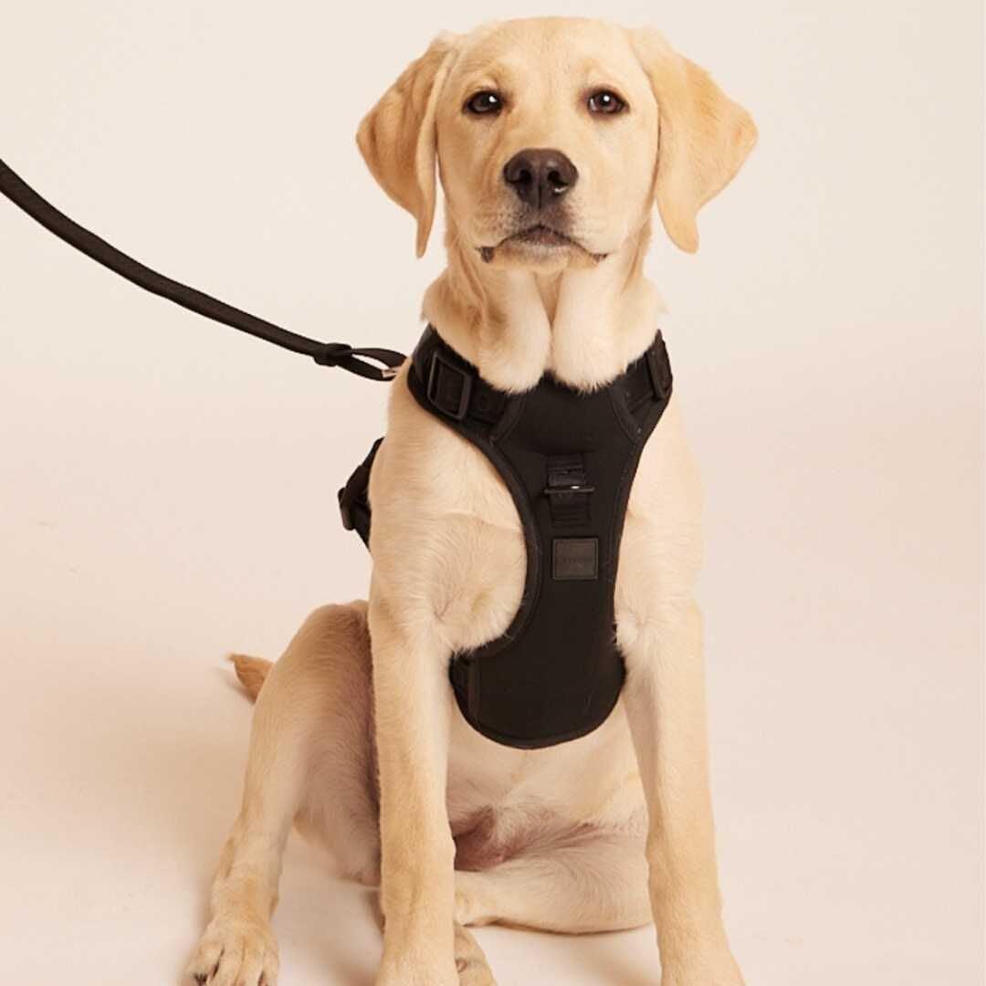 【新品】ハーネス/max-bone/ブラックSサイズ/ラグジュアリーブランド