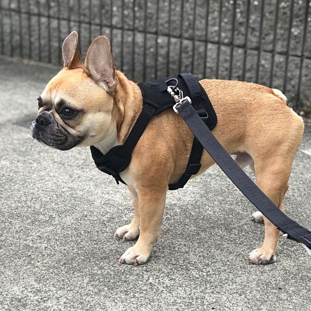 【新品】ハーネス/max-bone/ブラックSサイズ/ラグジュアリーブランド