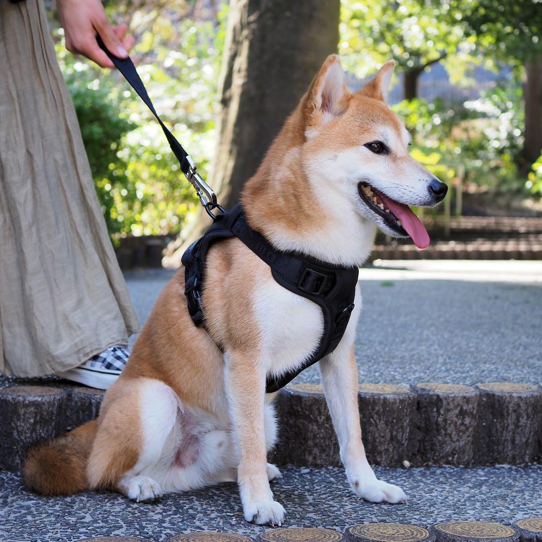 【新品】ハーネス/max-bone/ブラックSサイズ/ラグジュアリーブランド