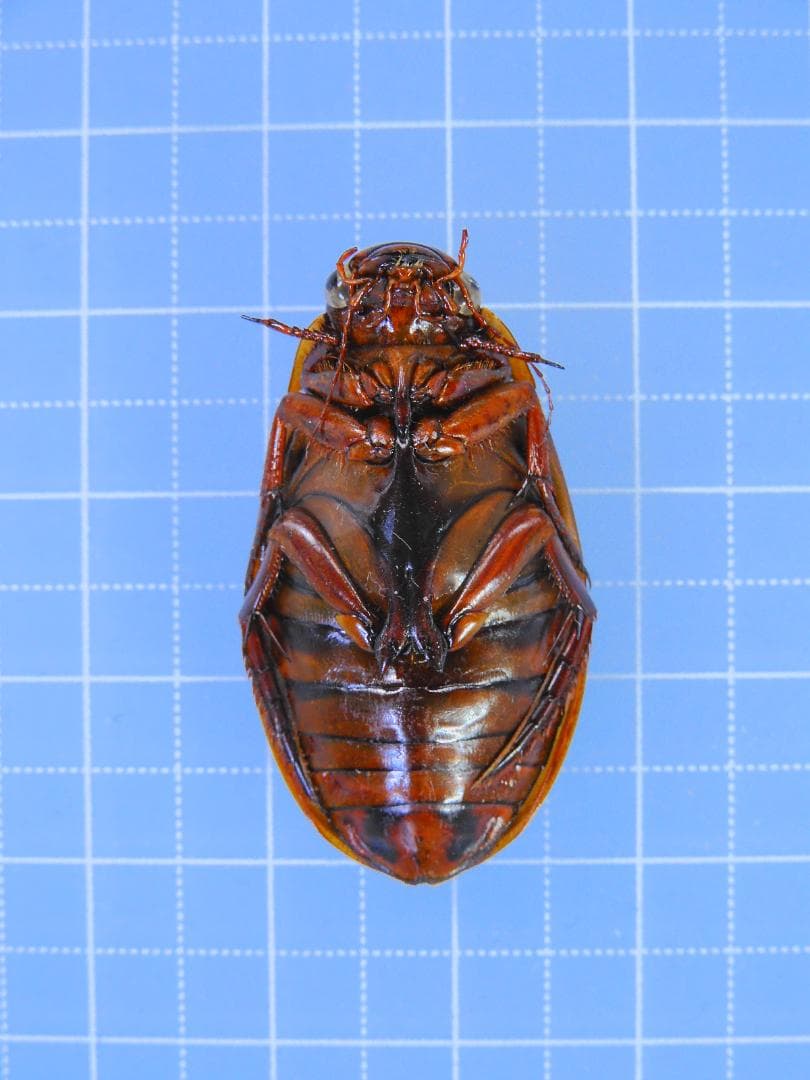 ドイツ産　ゲンゴロウモドキ　33mm ドイツではプロテクトかかってます