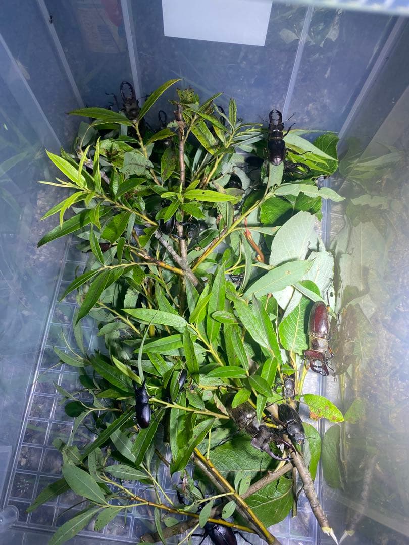 爆光 新品 強力 HID7インチ 112W程度　紫外線強化バルブ 灯火採集に！