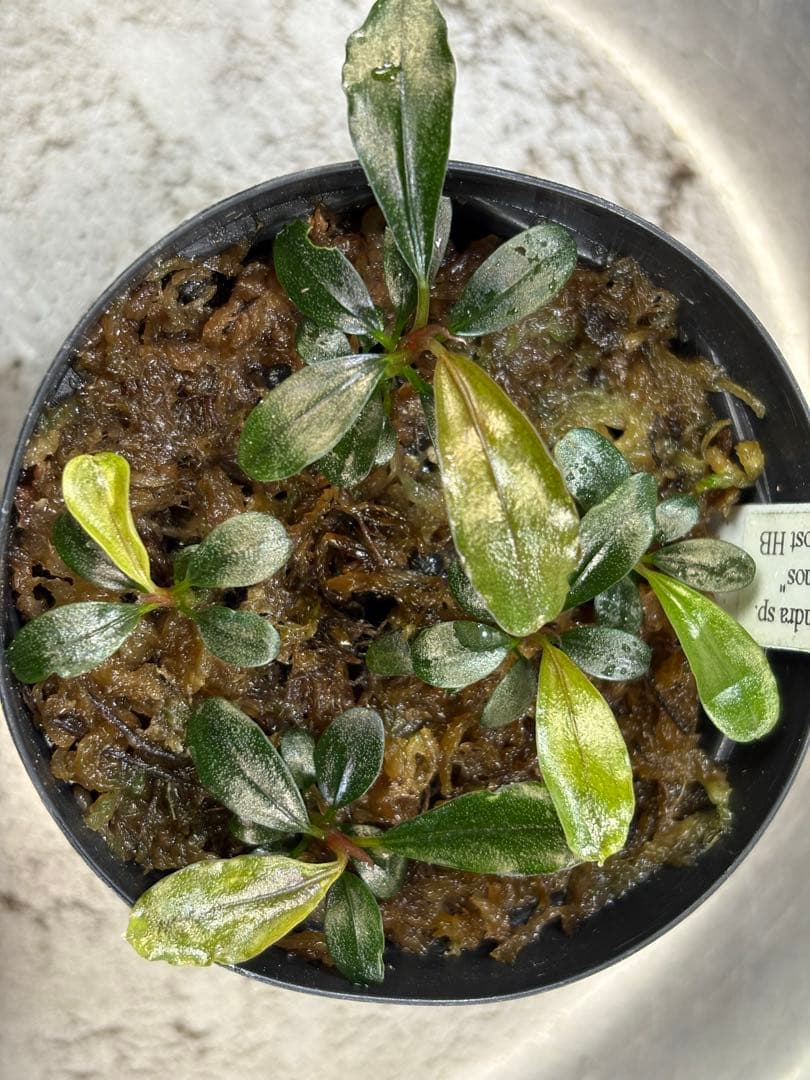 水草 Bucephalandra sp.Super Demos