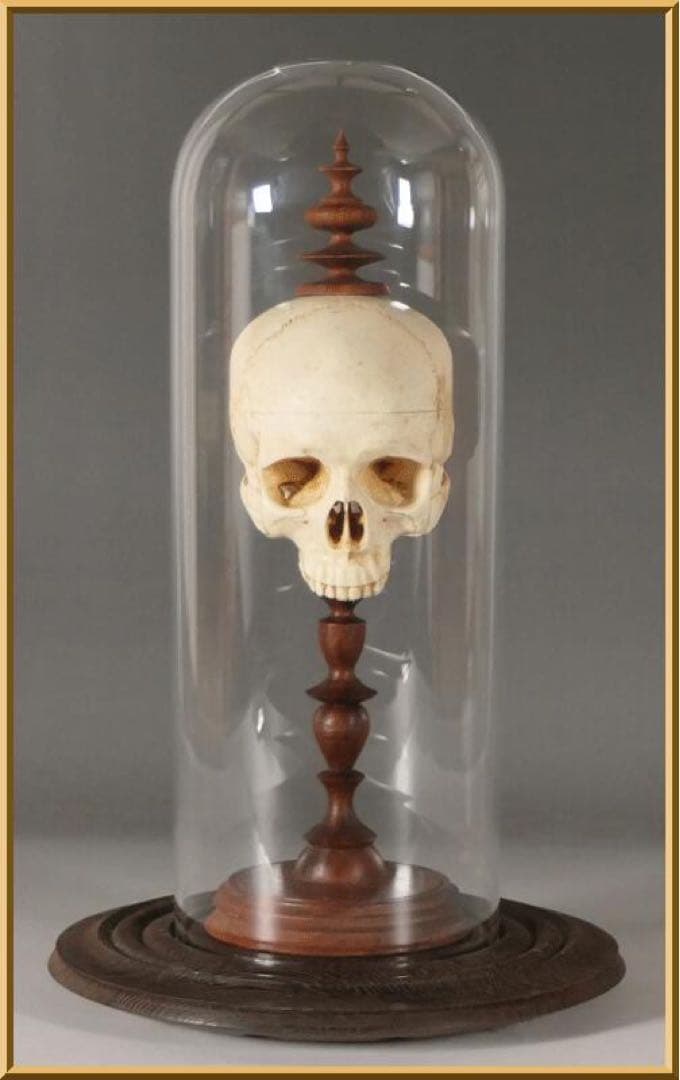【ガラスドーム入り 頭蓋骨模型 】ゴシック ダークアカデミア ヴンダーカンマー