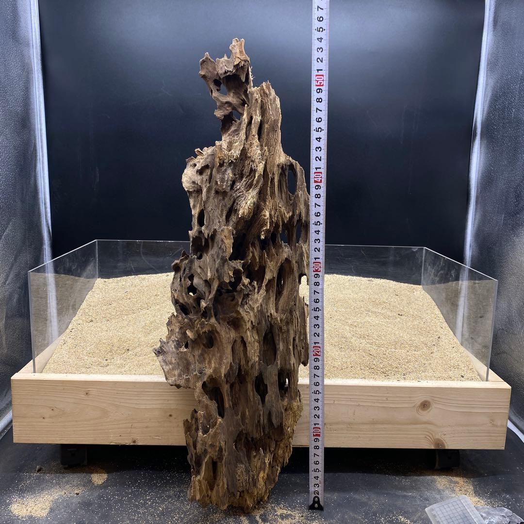 MMW-6463 特大マシンガンウッド　流木　アクアリウム