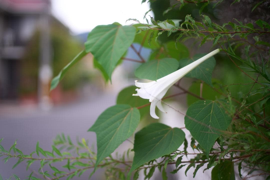 フィルムカメラ OLYMPUS OM-1 / F.ZUIKO AUTO-S 50mm F1.8