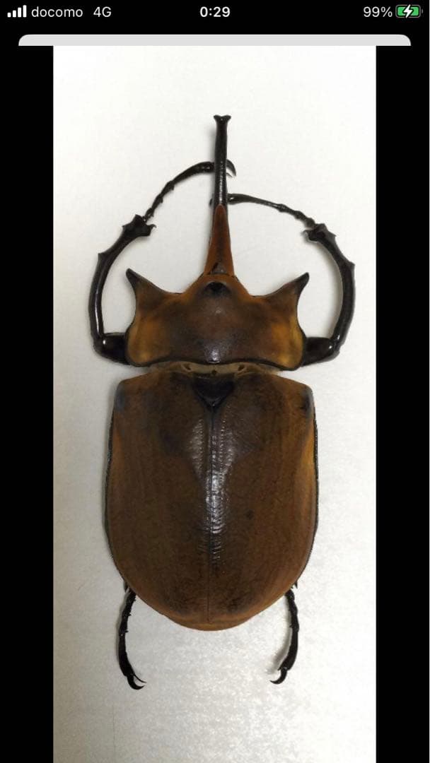 エレファスゾウカブト♂117mm 標本