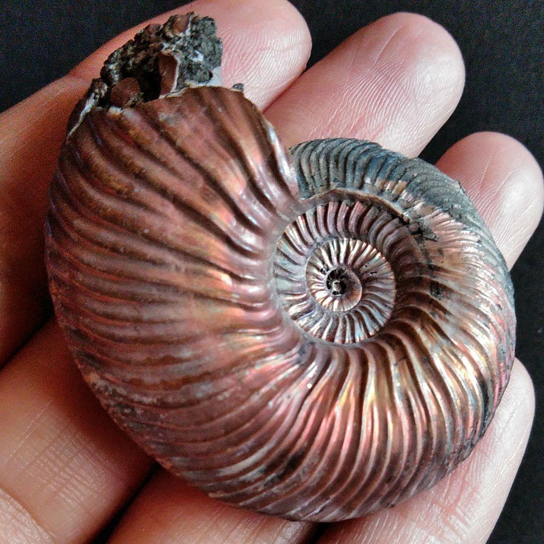 化石　骨格　標本　パイライト　アンモナイト　50mm　レッド系