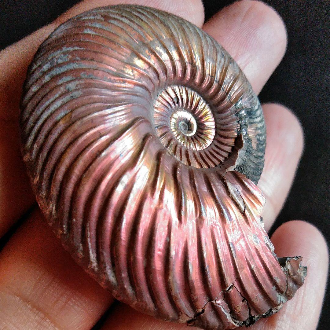 化石　骨格　標本　パイライト　アンモナイト　50mm　レッド系