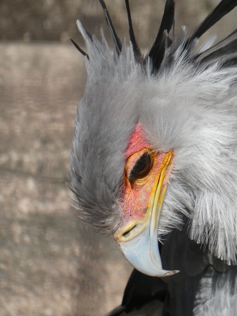 限定カラー Panasonic DC-TZ99 シルバー デジタルカメラ