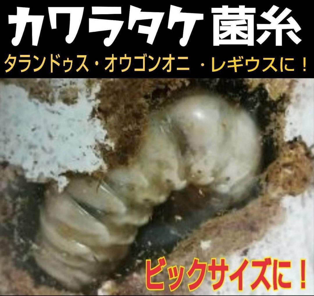 極上！カワラタケ菌糸瓶【9本】特殊アミノ酸強化配合！クワガタ幼虫全般に使えます！