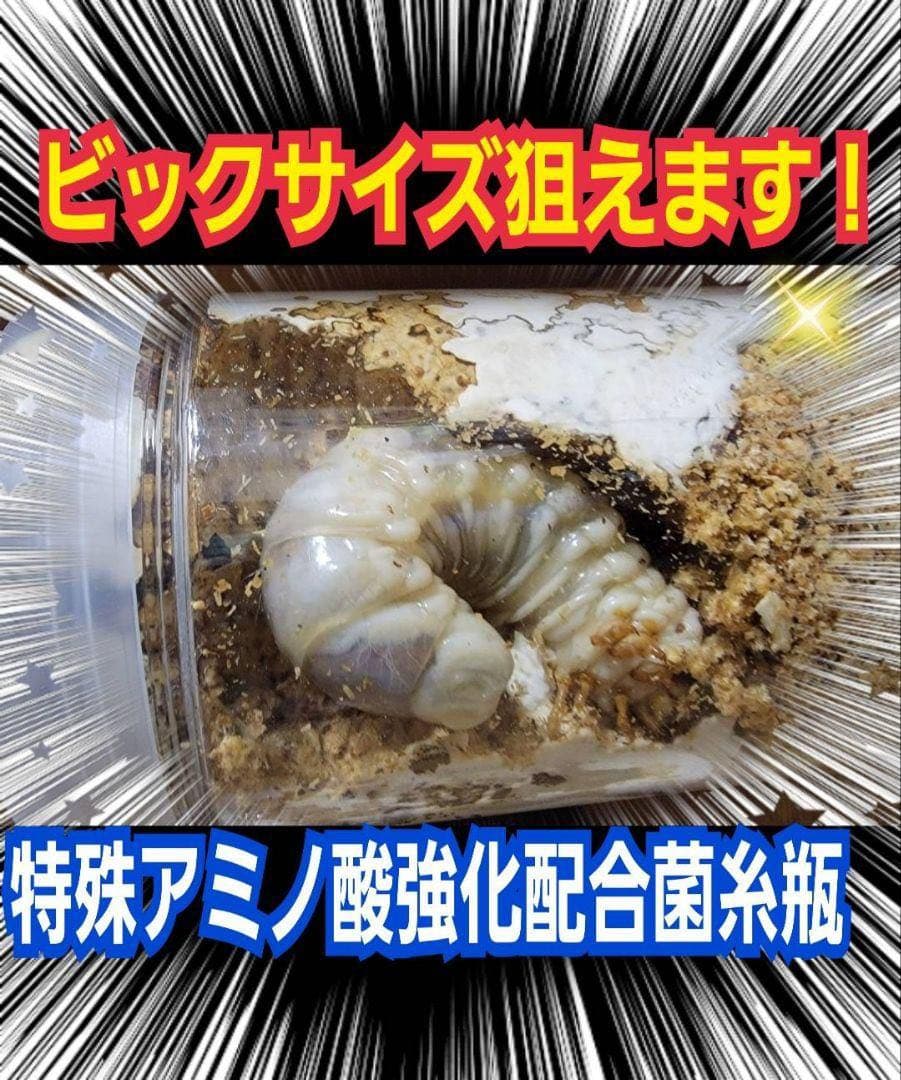 極上！カワラタケ菌糸瓶【9本】特殊アミノ酸強化配合！クワガタ幼虫全般に使えます！