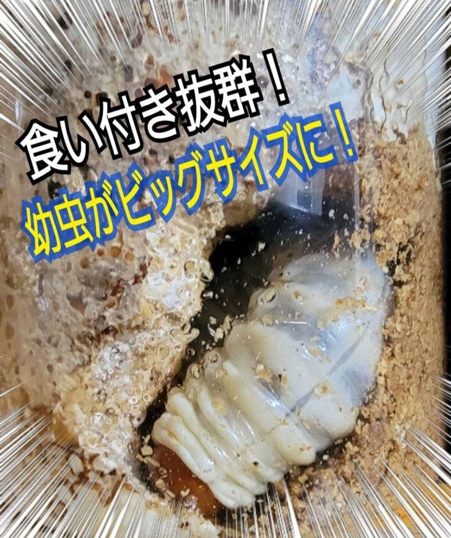 極上！カワラタケ菌糸瓶【9本】特殊アミノ酸強化配合！クワガタ幼虫全般に使えます！