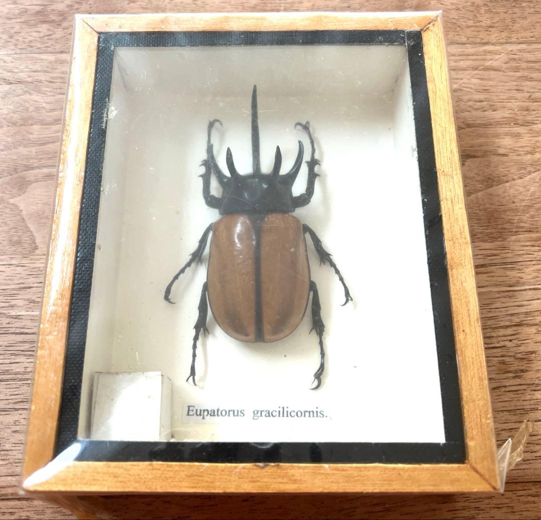 Eupatorus Graulomiris ゴホンツノカブトムシ　標本