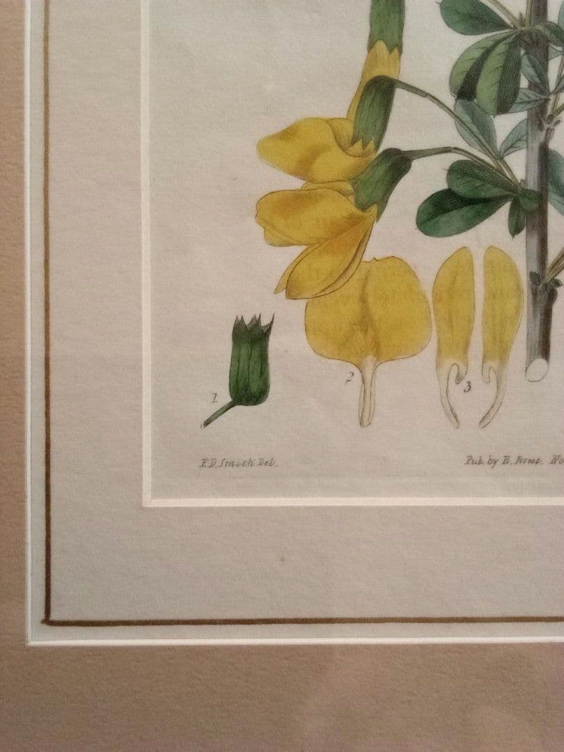 イギリス ボタニカル画の額装品 銅版画に手彩色 1827年