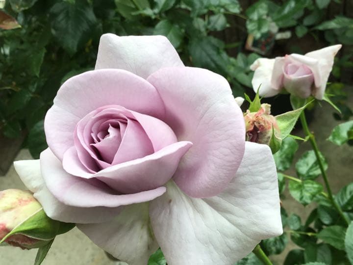 S様♡ご確認用です♡