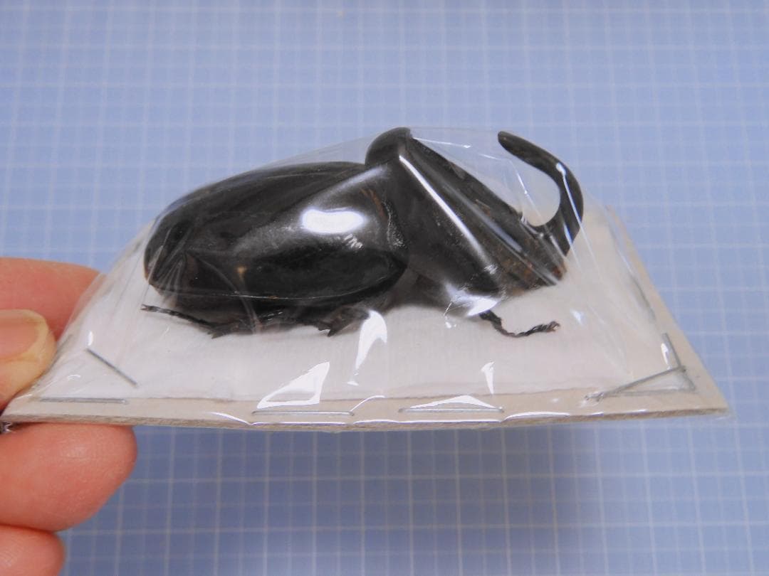 サオトメ島産　ラティカバトゥスサイカブト　63mm