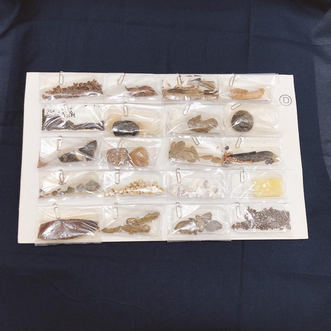 生薬標本一覧　80種　中井廣進堂　漢方　薬膳