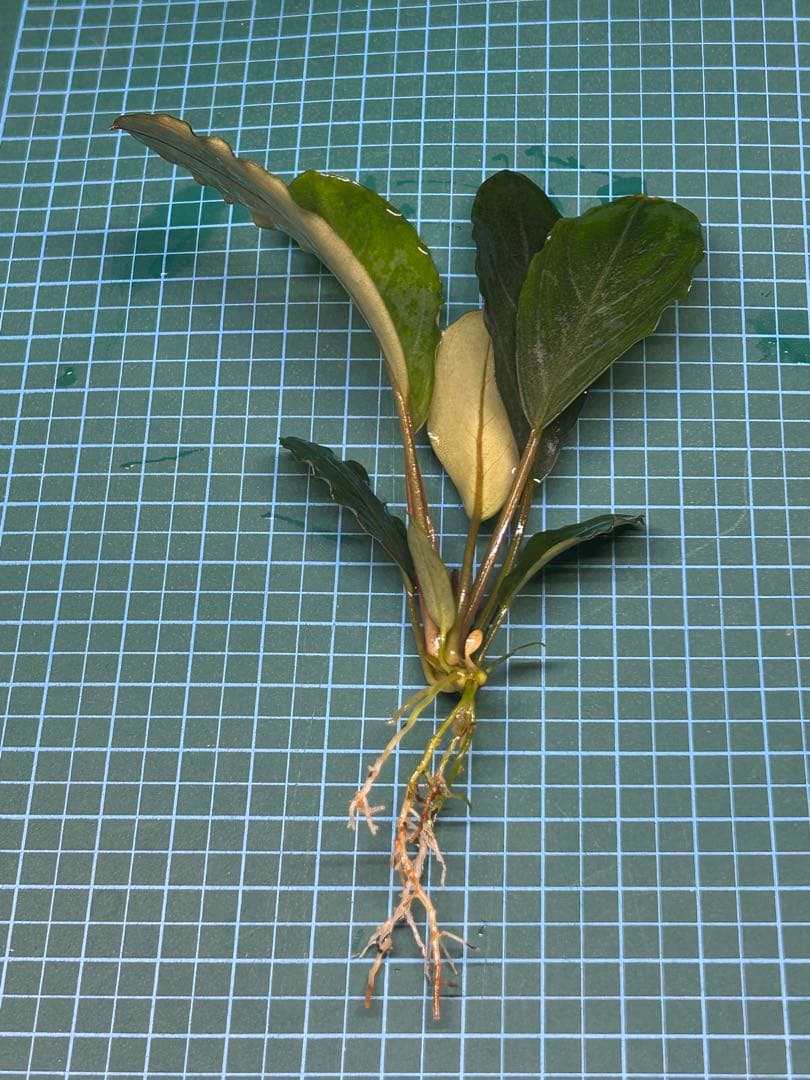 【TB便】Bucephalandra sp.Pearl gray水上育成株